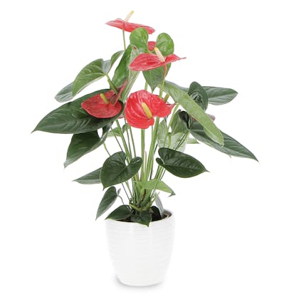 Anthurium con vaso