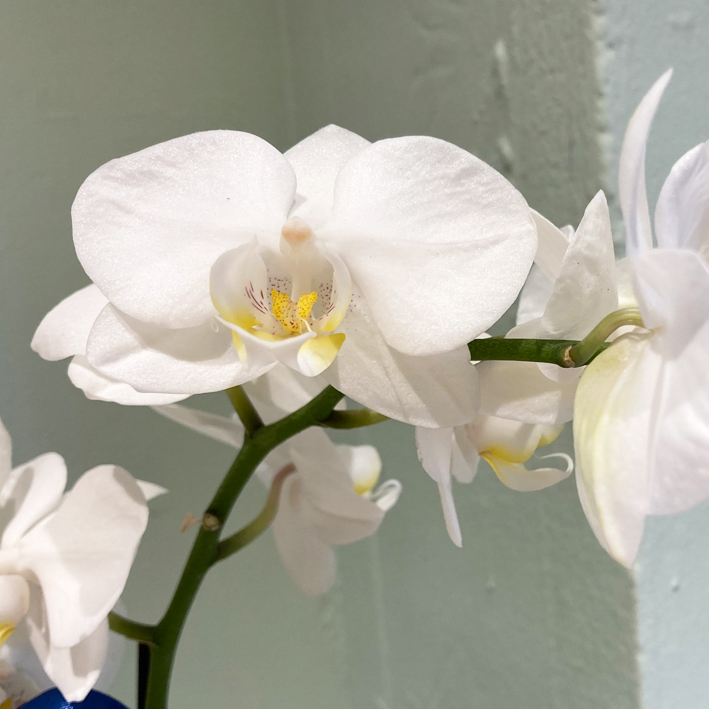 Phalaenopsis Nascita Maschio