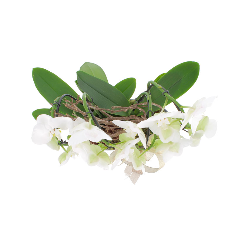 Composizione Phalenopsis arco doppio con vaso