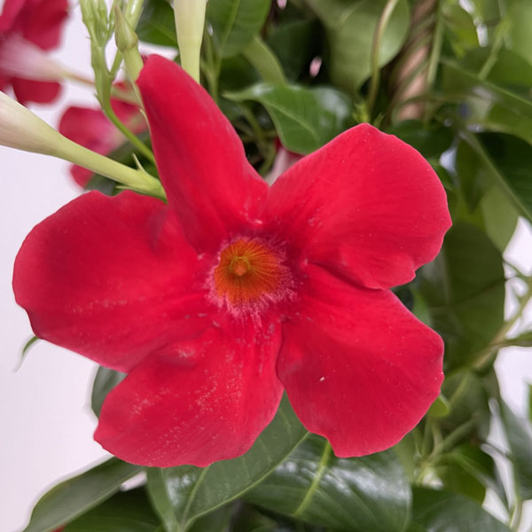 Dipladenia Rossa