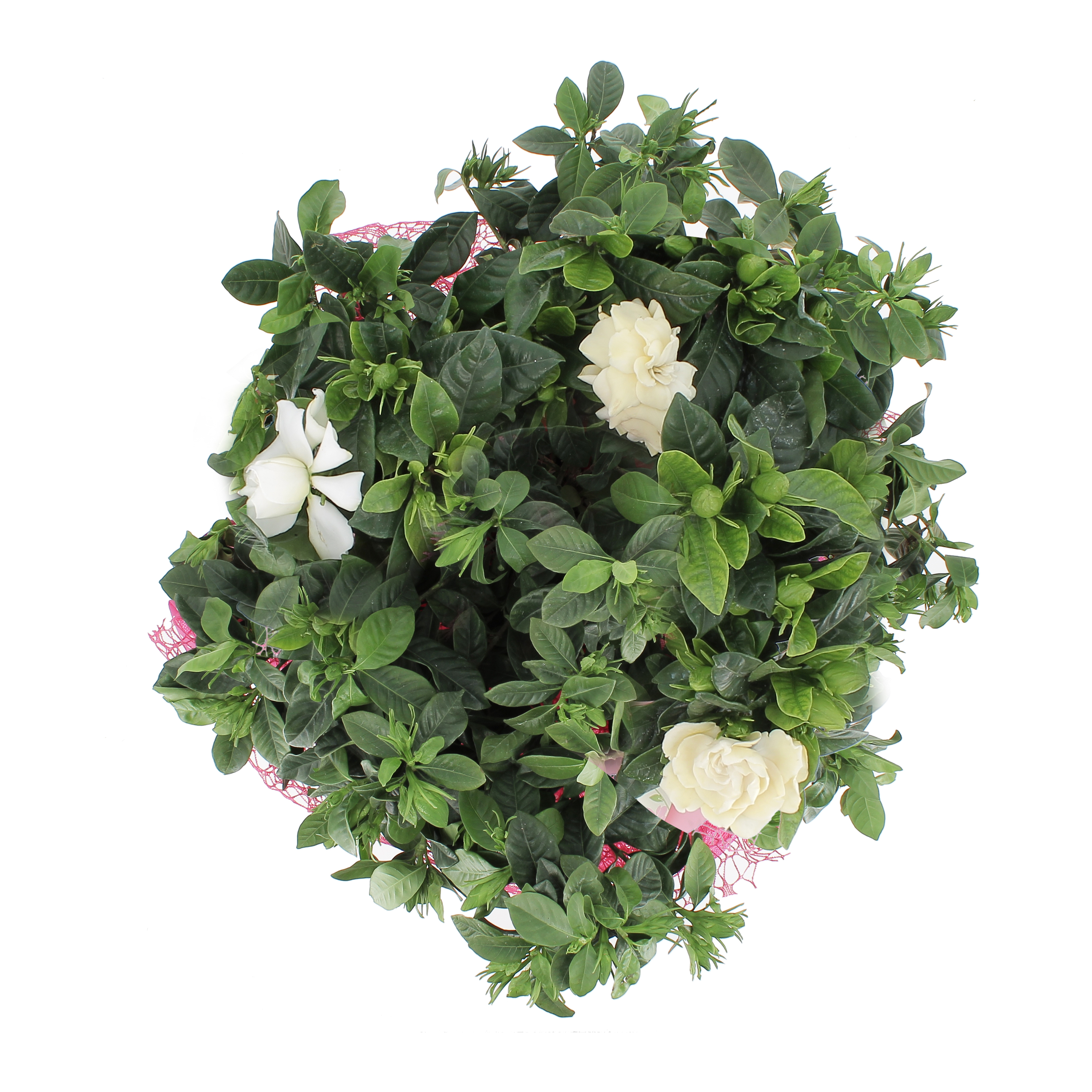 Gardenia confezionata