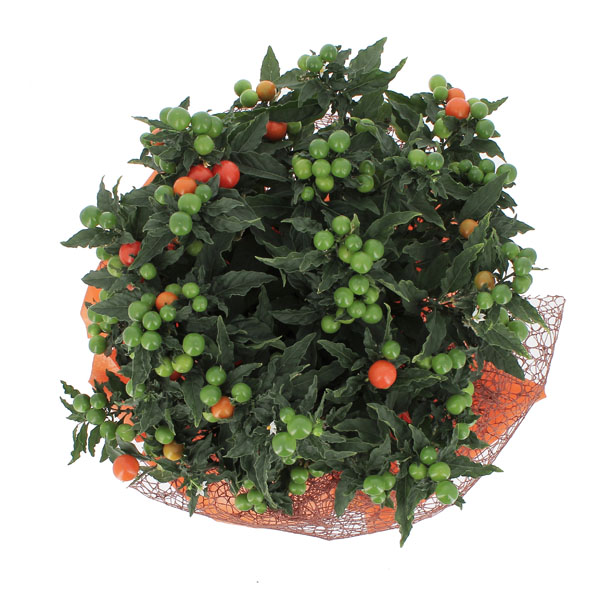 Solanum Pseudocapsicum