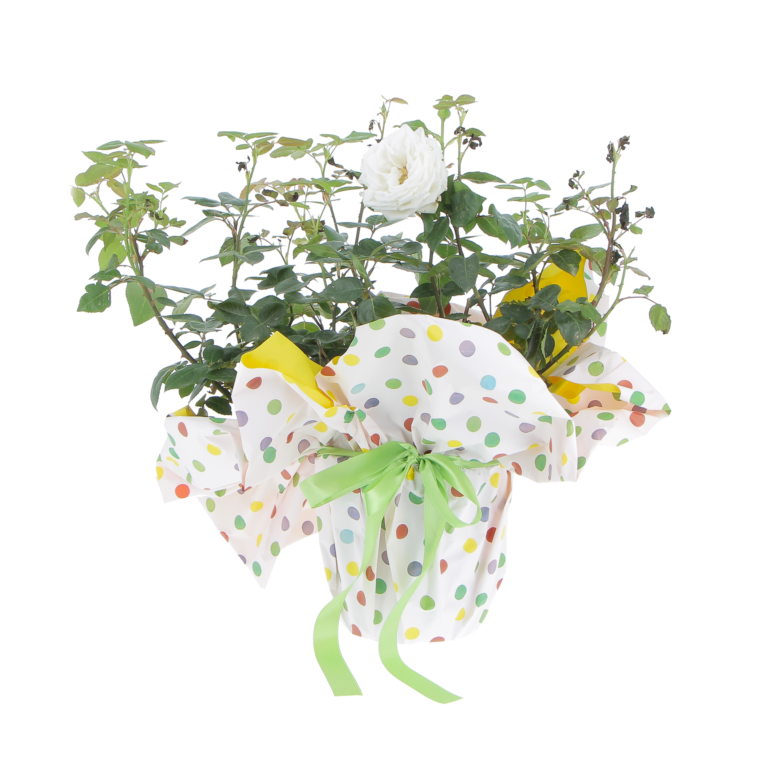 Rosa profumata Bianca