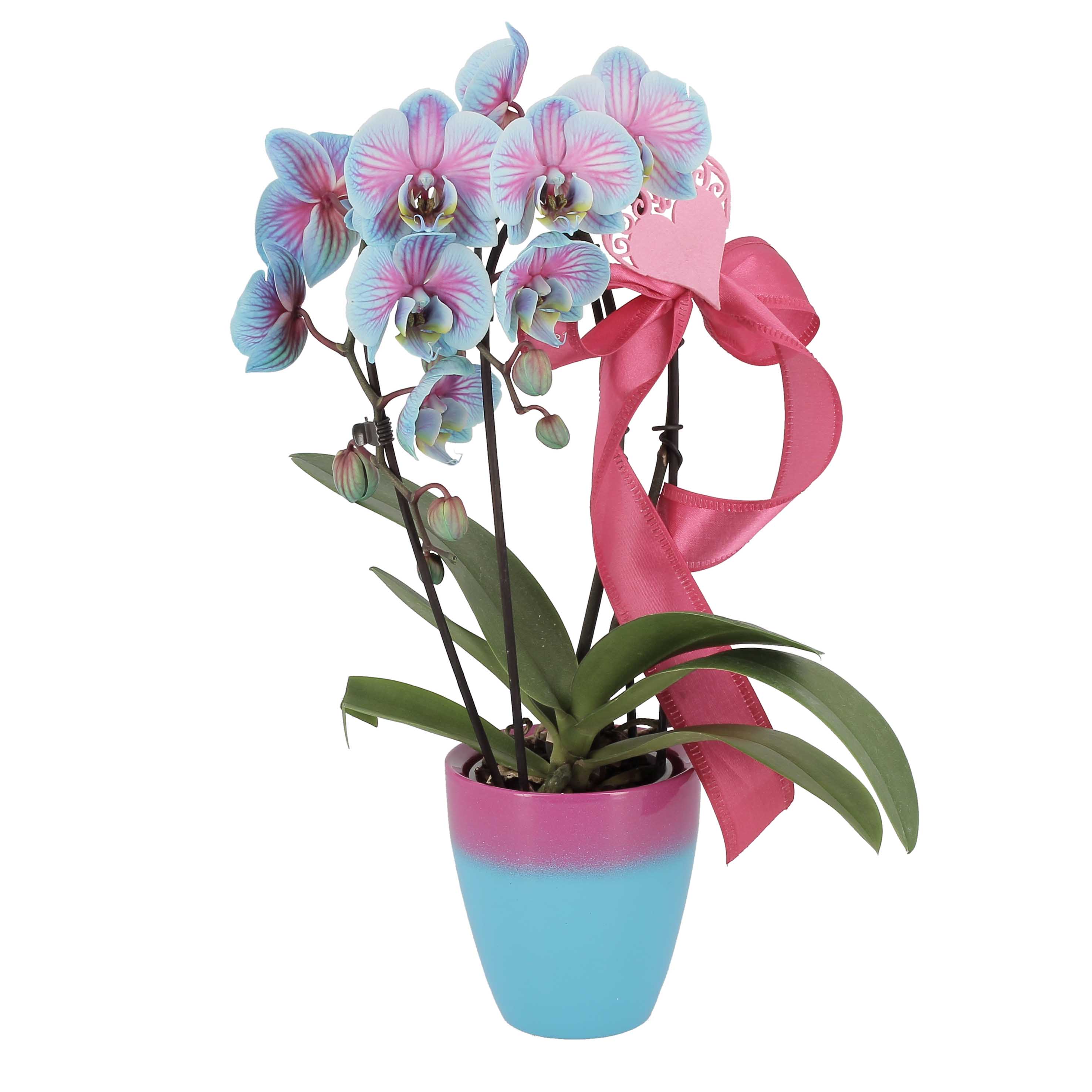 Phalaenopsis Wonder Blue