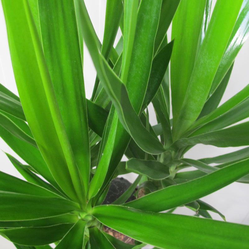 Yucca