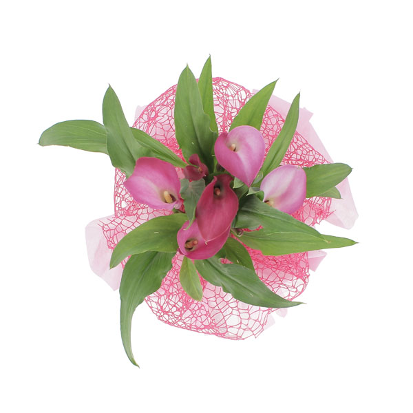 Calla in cappelliera