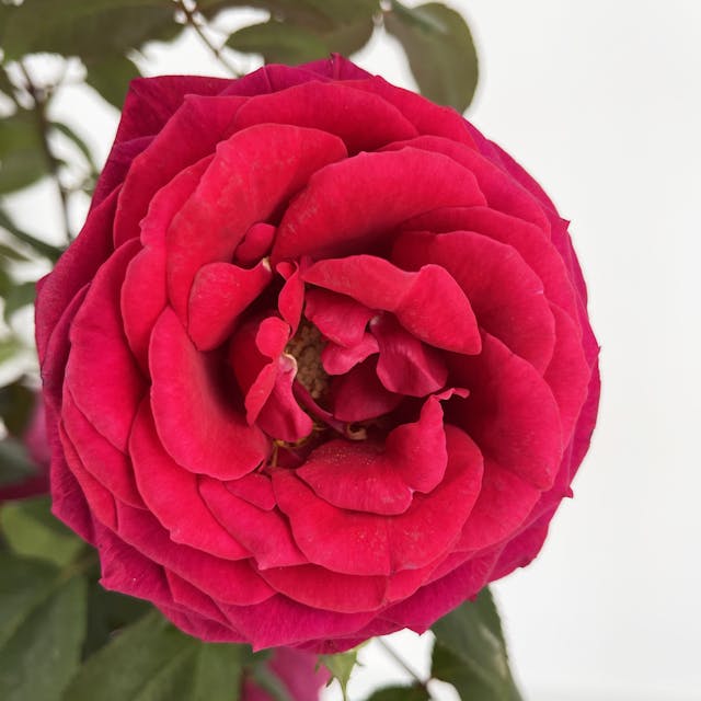 Rosa profumata Rossa