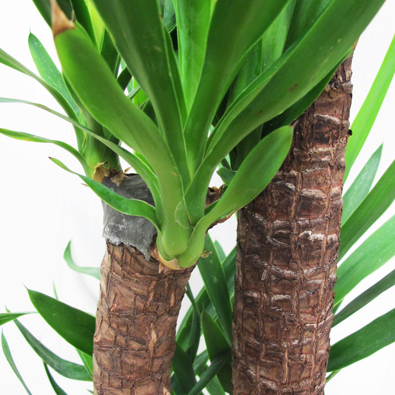 Yucca