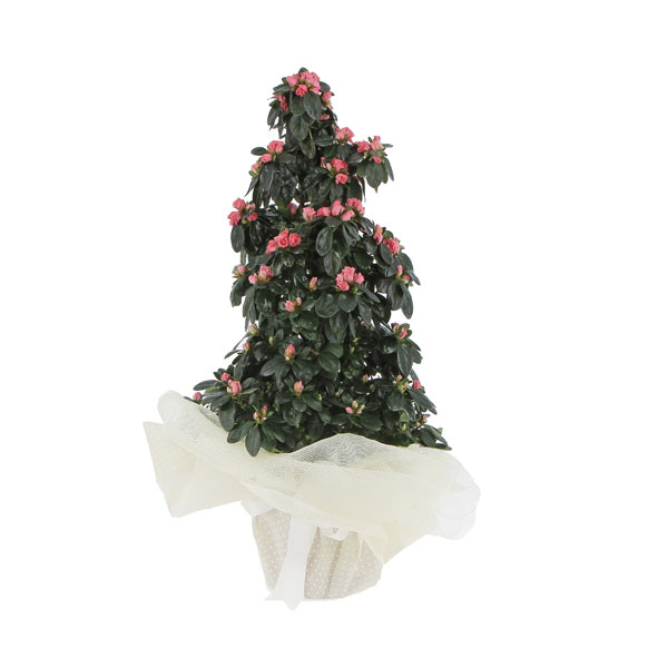 Azalea piramide Rosa intenso