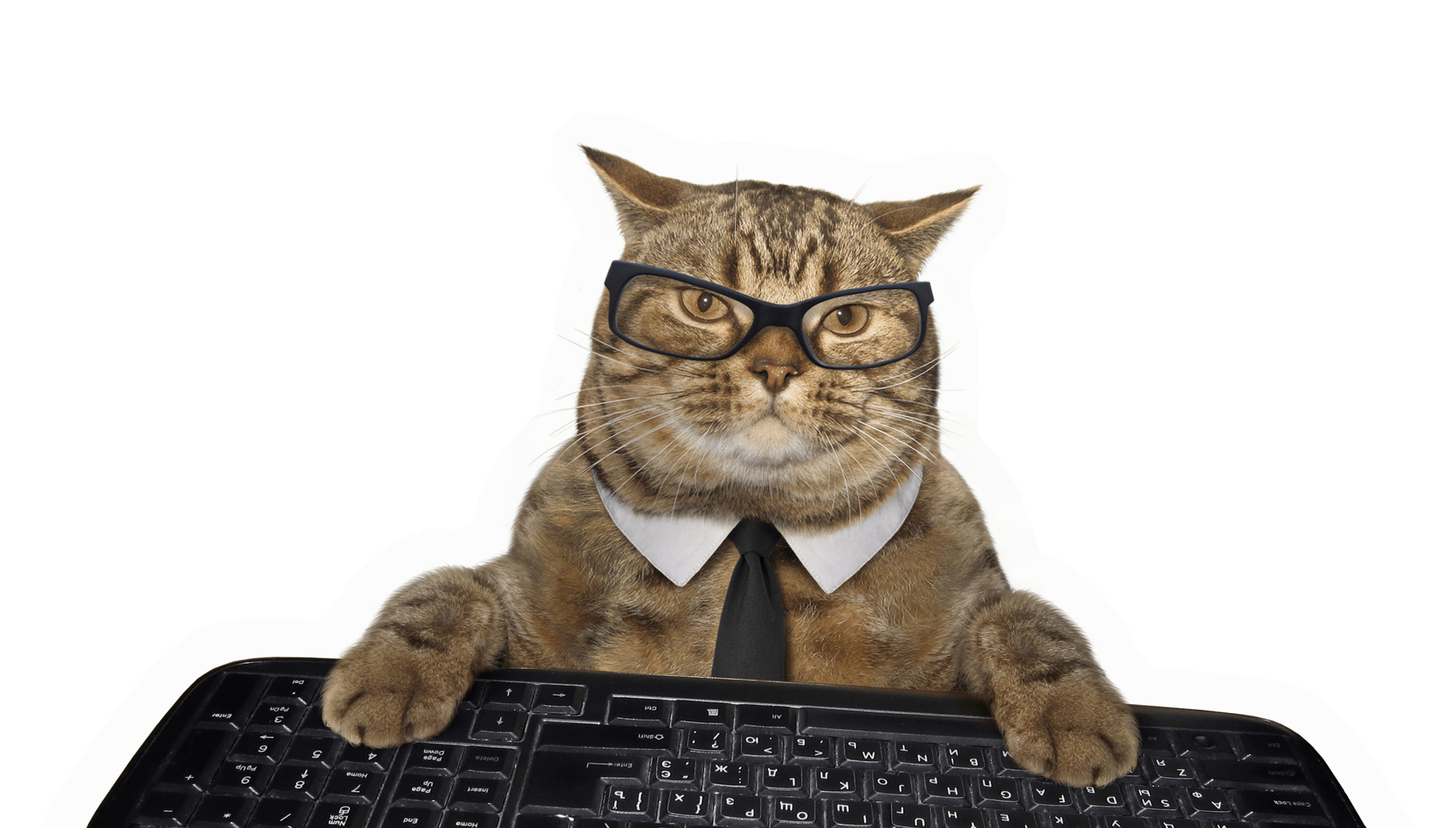 A tabby cat in business attire (glasses and a tie) at a computer keyboard. Let's call him 'Keyboard Cat, Business Edition'