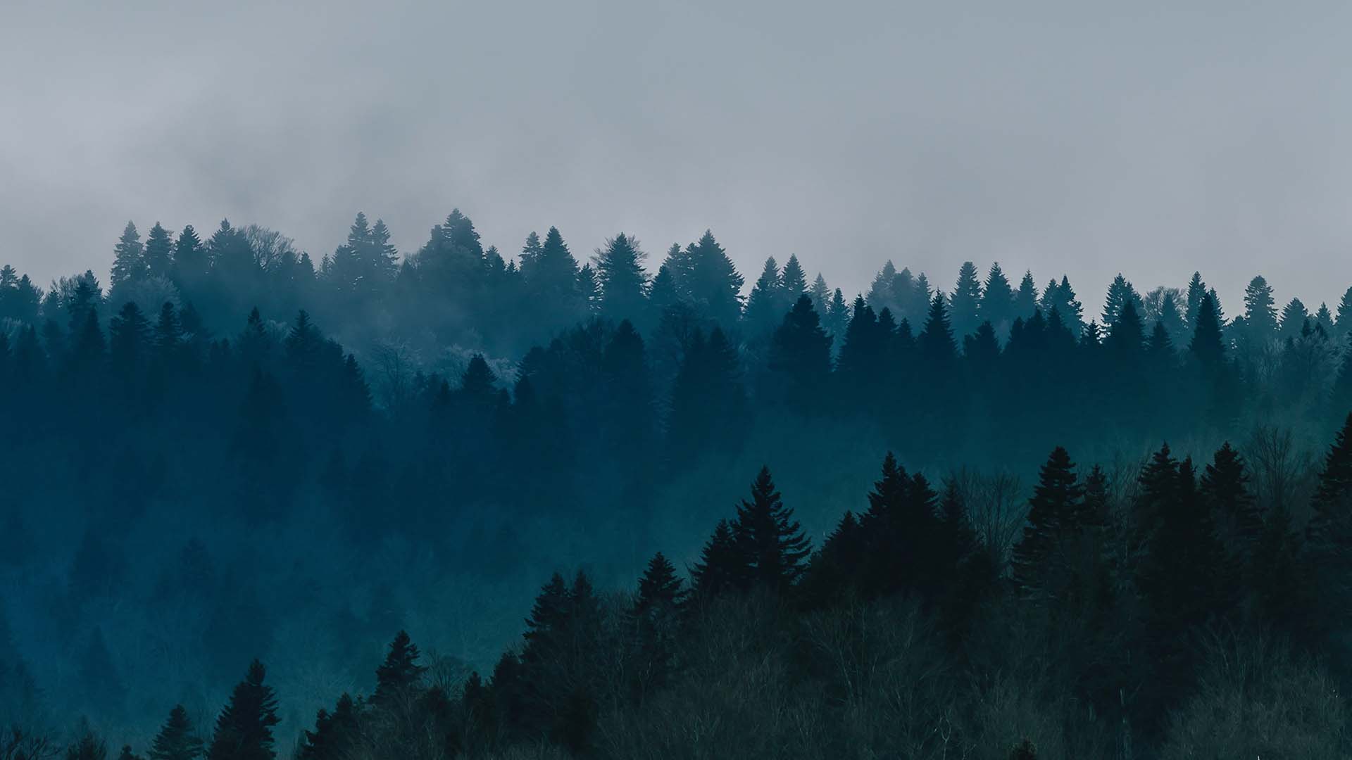 Planting 500 Trees to Celebrate our Third Ecologi Anniversary