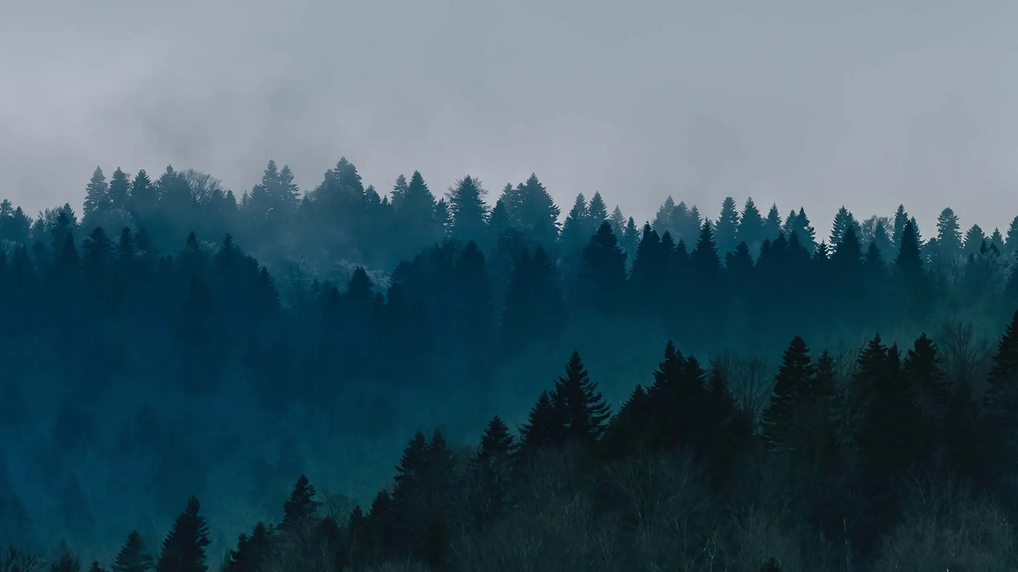 Planting 500 Trees to Celebrate our Third Ecologi Anniversary