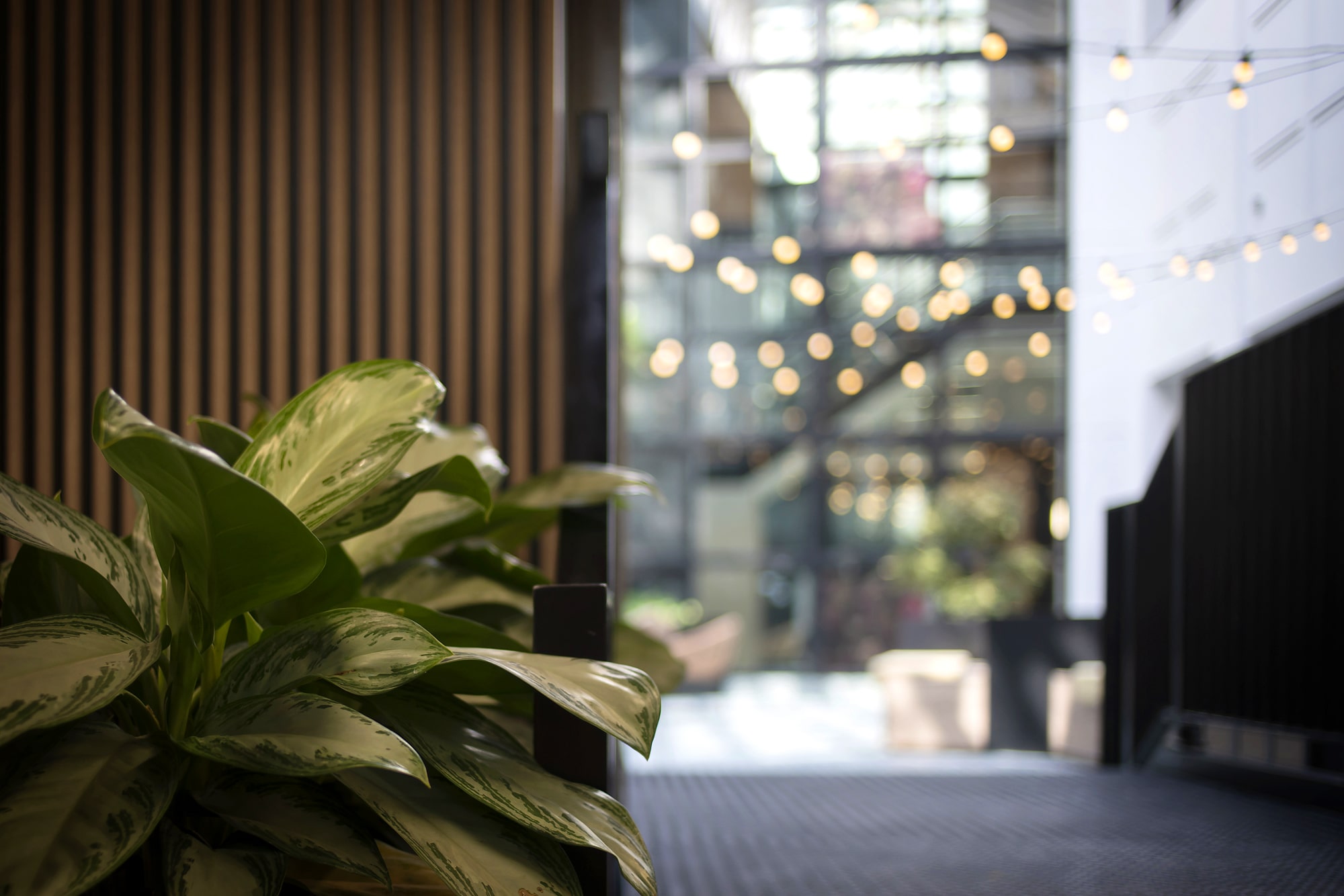 A close-up plant with delicate strings of fairy lights in the backdrop just out of focus