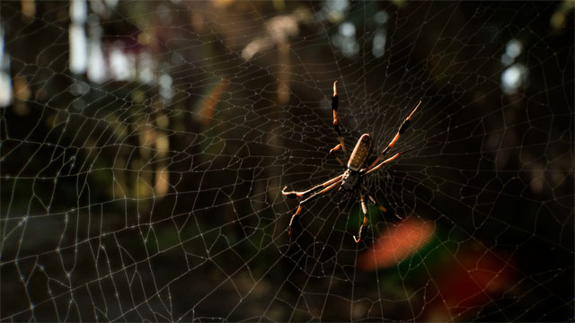 spider on web