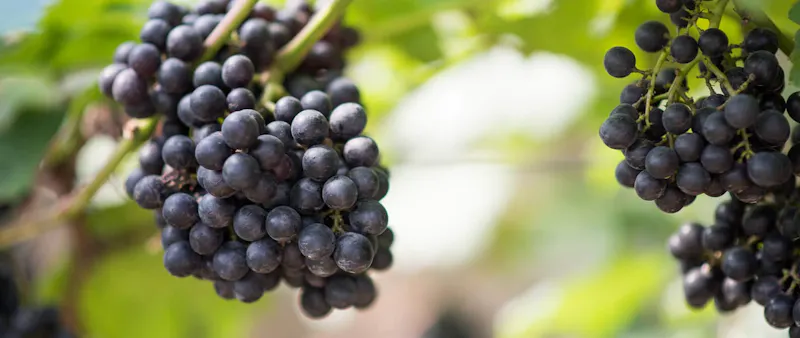 beneficios del resveratrol para la piel
