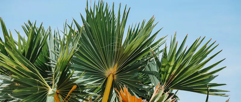 Saw palmetto