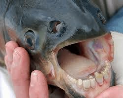 Le Pacu, broyeur de testicules (Colossoma macropomum)