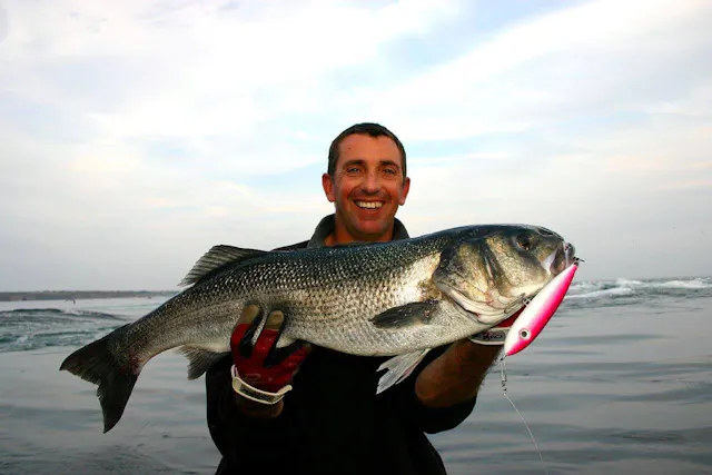 Dossier complet sur la pêche du bar