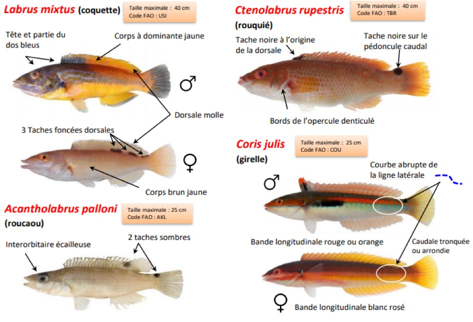 Labres et girelles, comment les reconnaitre ?