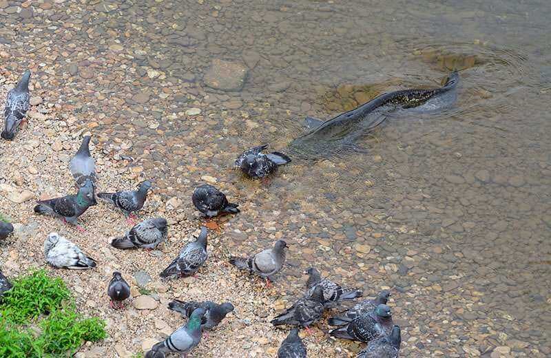 Certains ont déjà observé des silures attraper des pigeons, mais cela reste exceptionnel