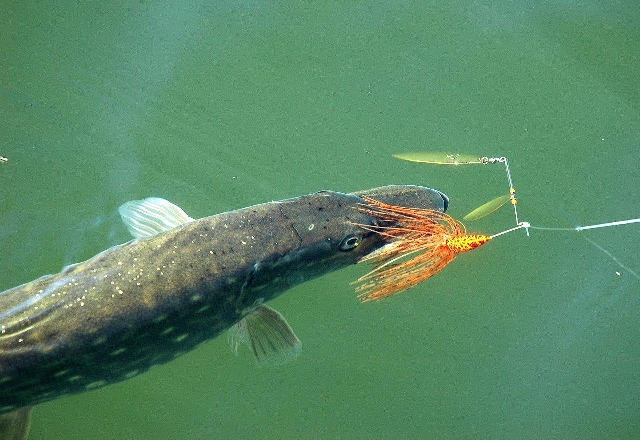 Fishing for pike (Esox lucius)