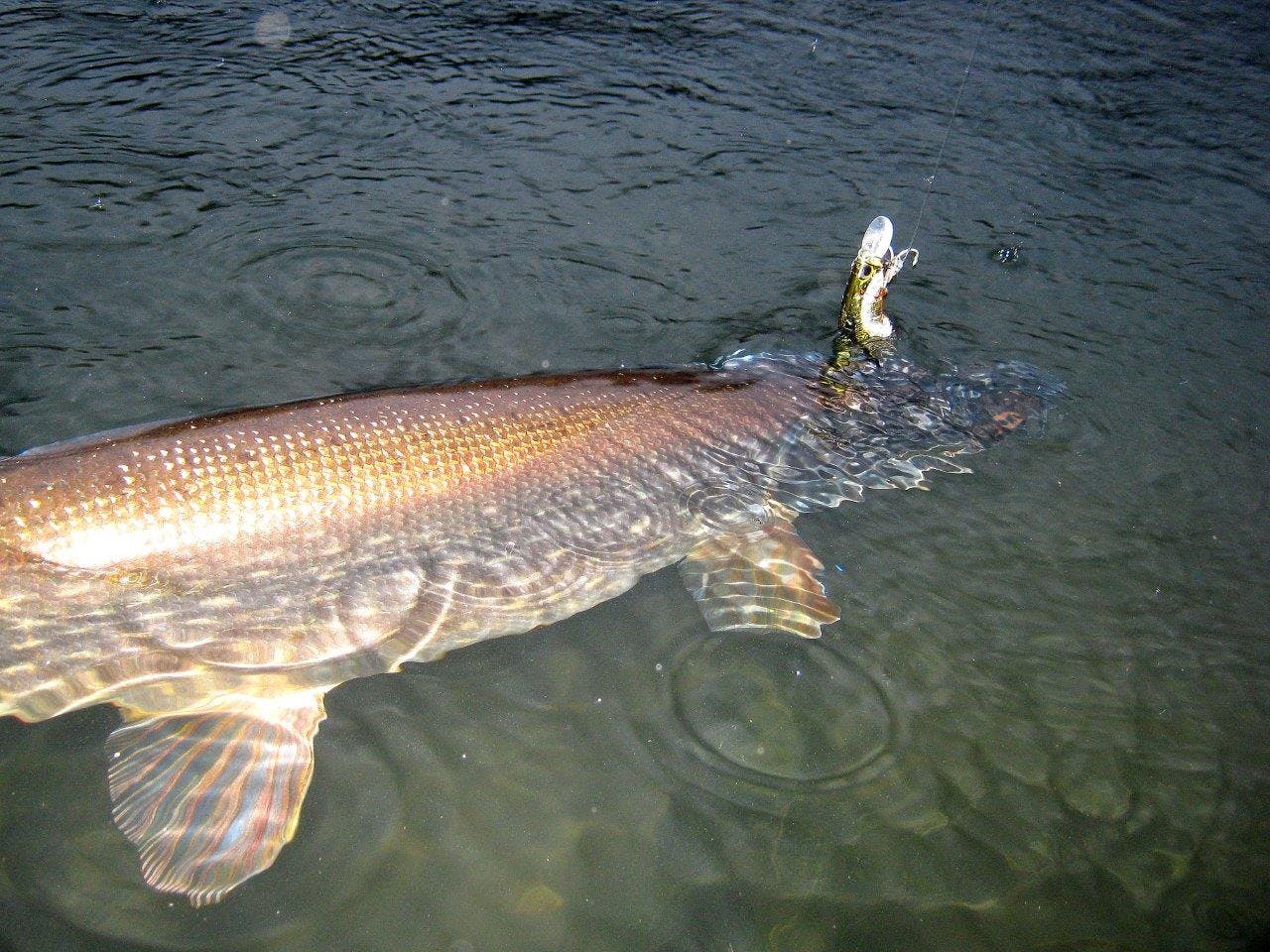 Le brochet est réputé pour sa voracité