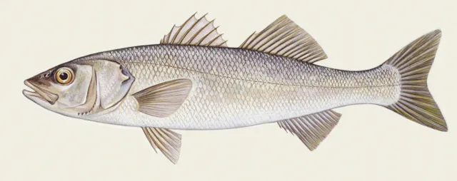 Comment reconnaitre les principales espèces pêchées en mer ?