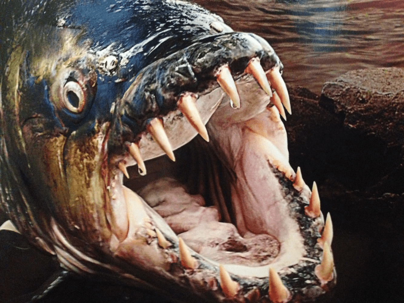 terrifying fish