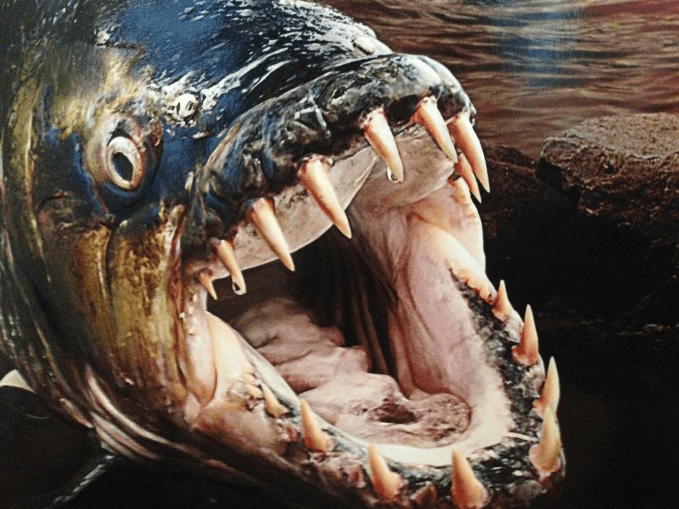 👻🎃 Halloween : tour d'horizon de ces poissons effrayant