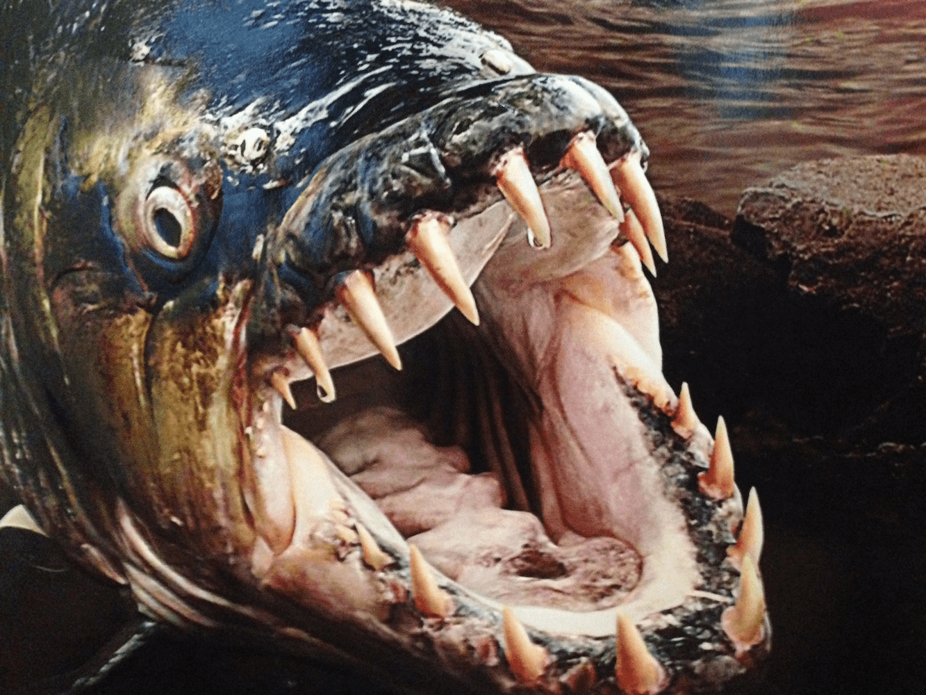 Scary Pictures Of Fish