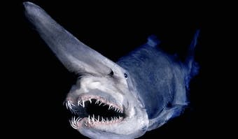 Requin Lutin (Mitsukurina owstoni)