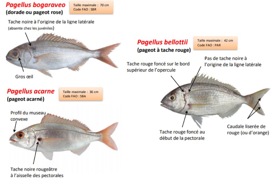 Dorade rose et autres pageots, comment les reconnaitre ?