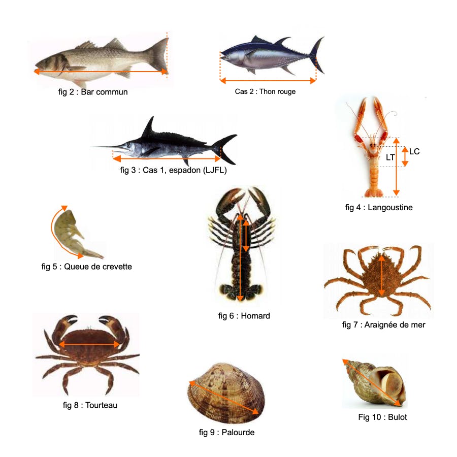 Règles de mesures des poissons de mer