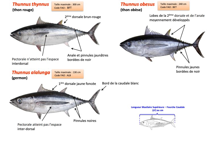 Thons, comment les reconnaitre ?