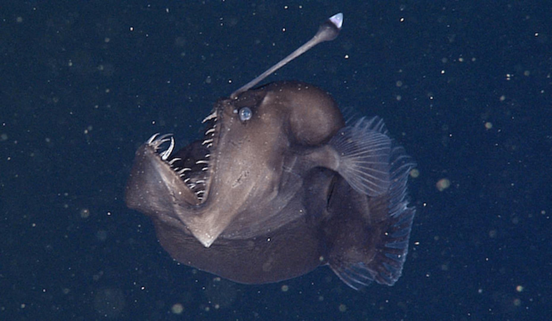Humpback anglerfish (Melanocitidae)