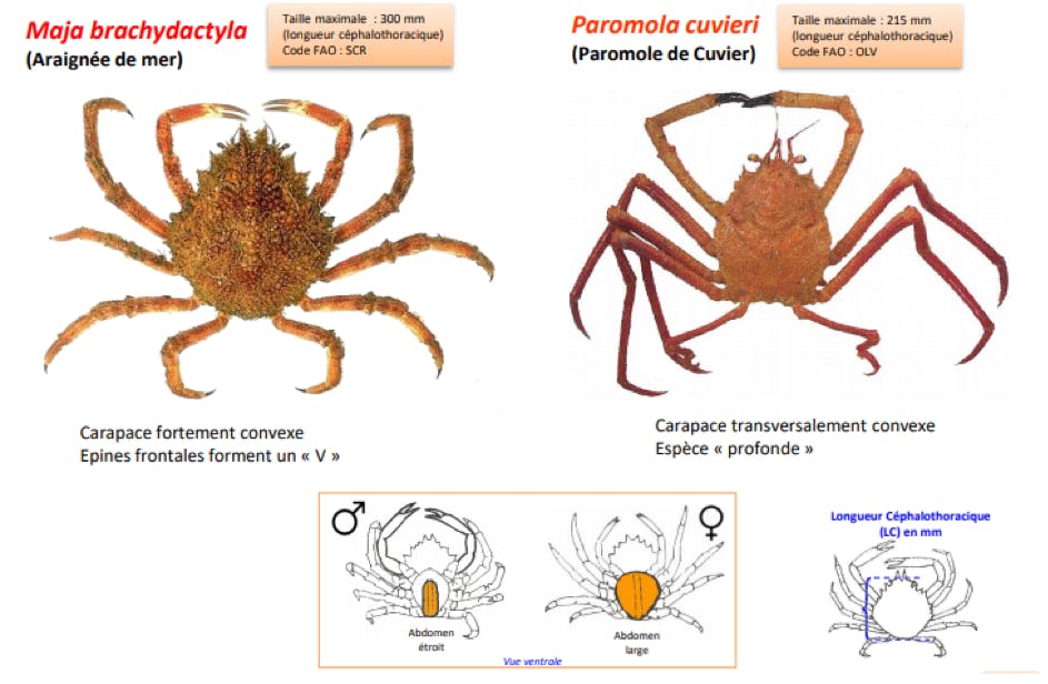 Araignées de mer, comment les reconnaitre ?