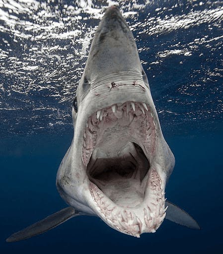 Requin Mako (Isurus oxyrinchus)