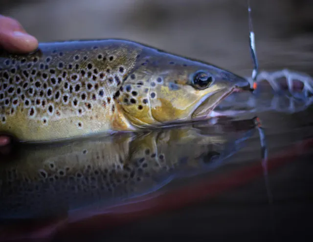 Magnifique Fario par Morgan Calu https://fishfrienders.app.link/JF5oD5E3beb