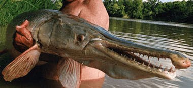 Poisson Alligator (Garpique) (Atractosteus Spatula)