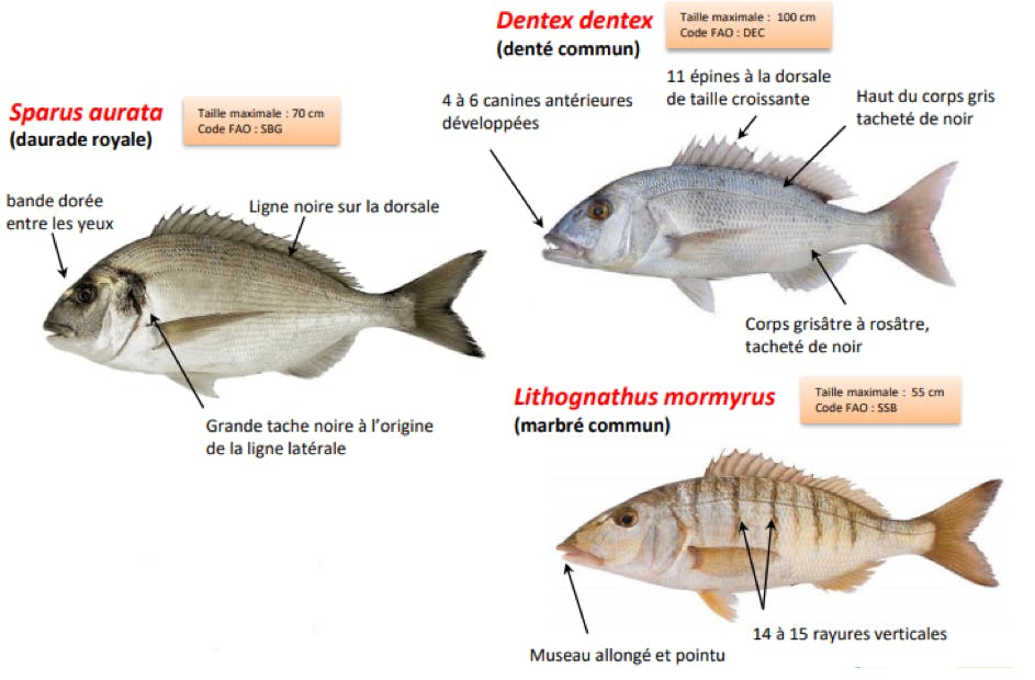 Daurade royale et autres sparidés, comment les reconnaitre ?