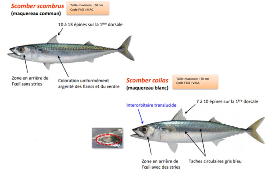 Maquereaux, comment les reconnaitre ?