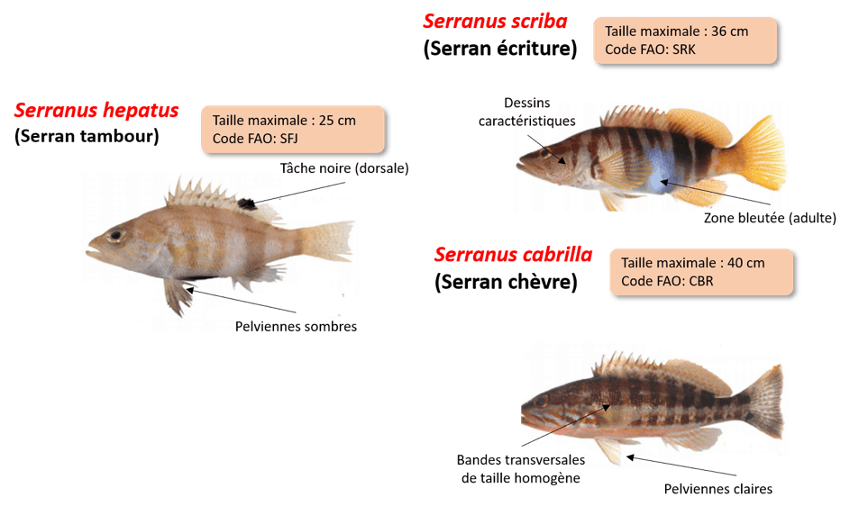 Serrans, comment les reconnaitre ?