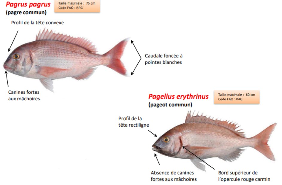 Pagre et pageot, comment les reconnaitre ?