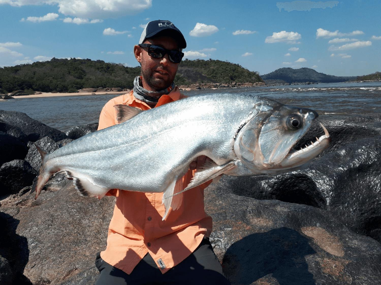 Payara, vampire fish (Hydrolycus scomberoides)