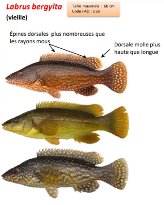 Vieilles, comment les reconnaitre ?