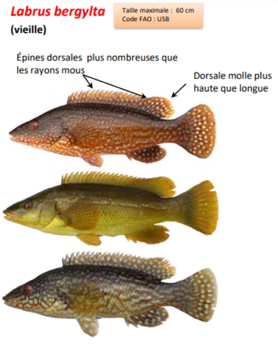 Vieilles, comment les reconnaitre ?