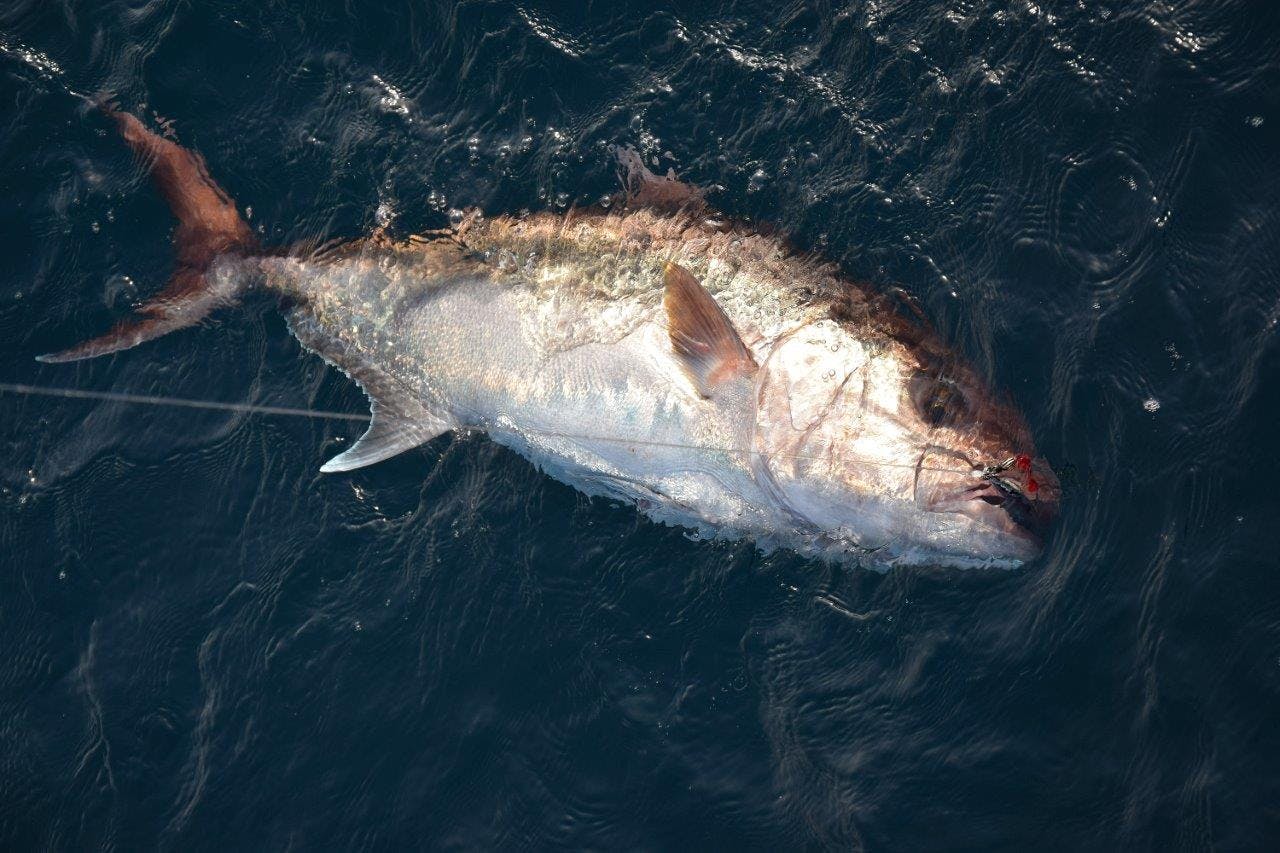 La sériole est un poisson pouvant atteindre des très grandes profondeurs