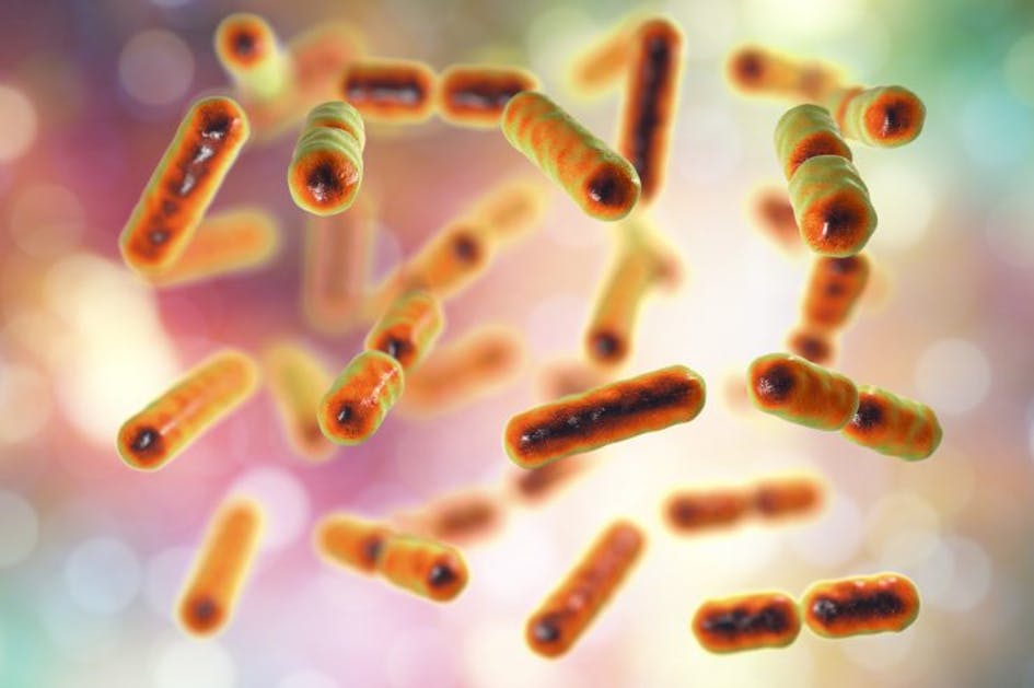 bakterie jelitowe