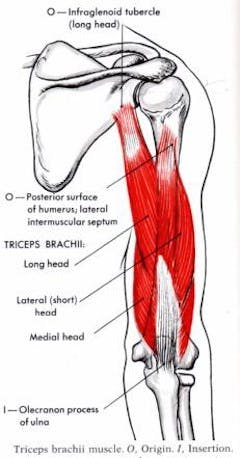 Triceps Tendon Injuries
