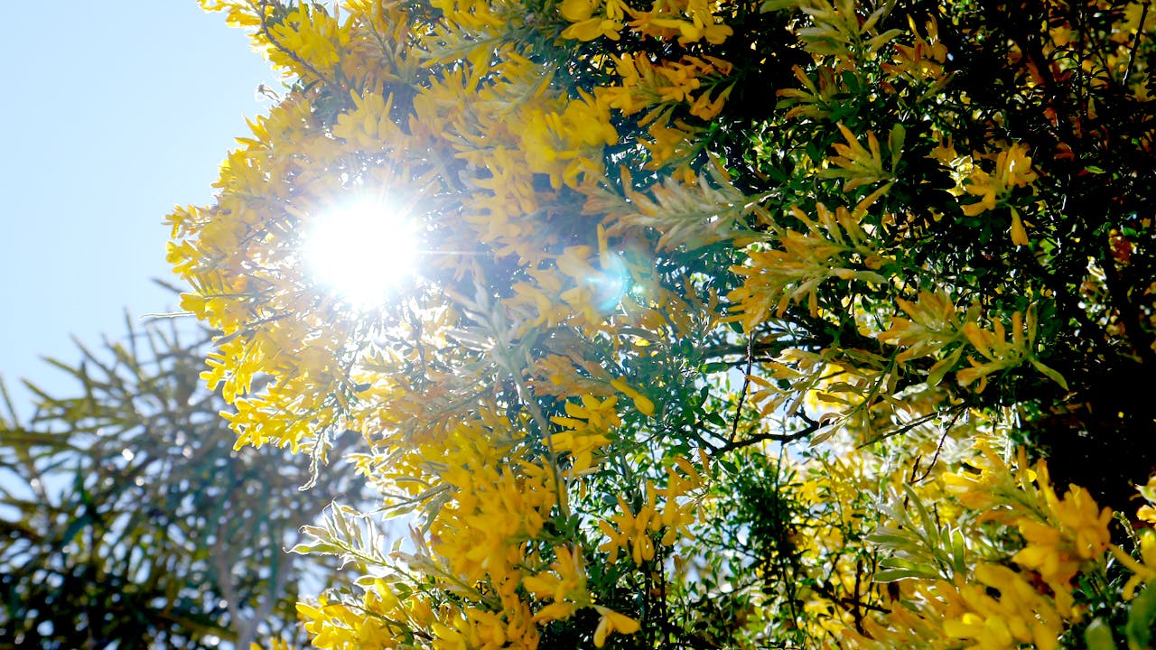 キラキラと輝く黄色い花